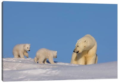 Polar Bear Sow Playing With Her Newborn Cubs Outside Of Their Den, Arctic National Wildlife Refuge Canvas Art Print - Polar Bear Art