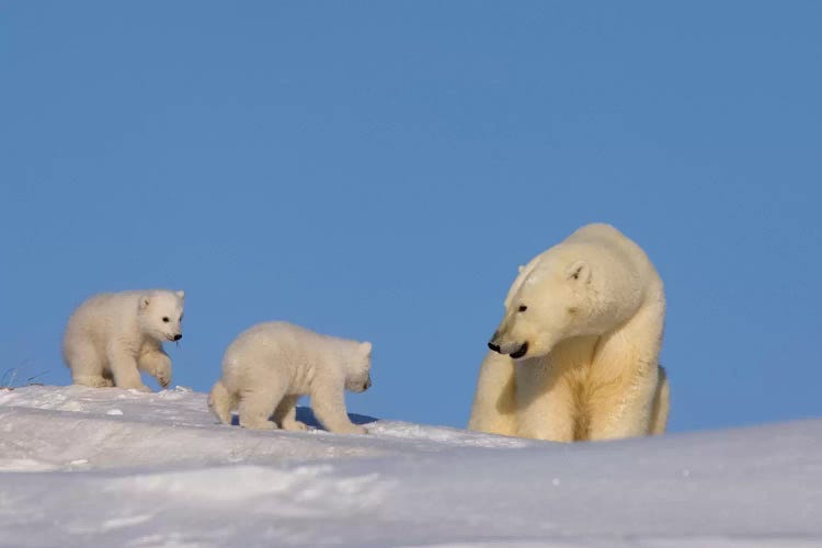 Polar Bear Sow Playing With Her Newborn Cubs Outside Of Their Den, Arctic National Wildlife Refuge