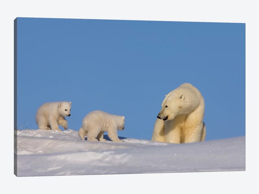 Polar Bear Sow Playing With Her Newborn Cubs Outside Of Their Den, Arctic National Wildlife Refuge by Steve Kazlowski 1-piece Canvas Wall Art