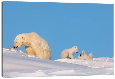Polar Bear Sow Feeding While Her Newborn Cubs Play, Arctic National Wildlife Refuge Canvas Art Print - Polar Bear Art