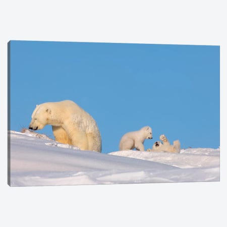 Polar Bear Sow Feeding While Her Newborn Cubs Play, Arctic National Wildlife Refuge Canvas Print #KAZ28} by Steve Kazlowski Canvas Art Print