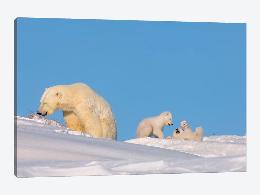 Polar Bear Sow Feeding While Her Newborn Cubs Play, Arctic National Wildlife Refuge by Steve Kazlowski 1-piece Canvas Print