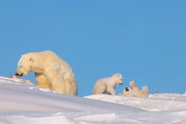 Alaska: Polar Bear Sow Feeding While Her Newborn Cubs Play, Arctic National Wildlife Refuge by Steve Kazlowski
