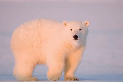 A Tagged Spring Polar Bear, Ursus Maritimus, Cub Along The Arctic Coast At Sunset. Arctic National Wildlife Refuge, USA, Alaska, by Steve Kazlowski art print