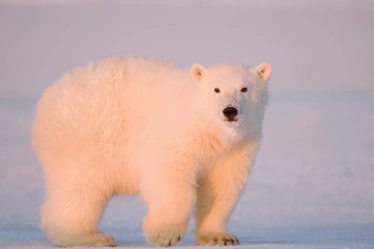 A Tagged Spring Polar Bear, Ursus Maritimus, Cub Along The Arctic Coast At Sunset. Arctic National Wildlife Refuge, USA, Alaska,