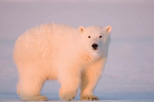A Tagged Spring Polar Bear, Ursus Maritimus, Cub Along The Arctic Coast At Sunset. Arctic National Wildlife Refuge, USA, Alaska,