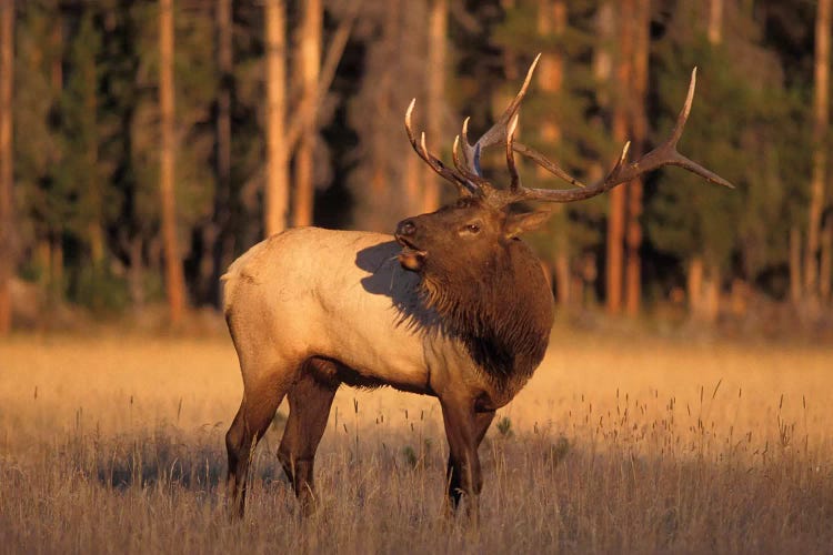 Bellowing Bull Elk I, Yellowstone National Park, Montana, USA