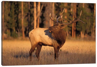 Bellowing Bull Elk I, Yellowstone National Park, Montana, USA Canvas Art Print