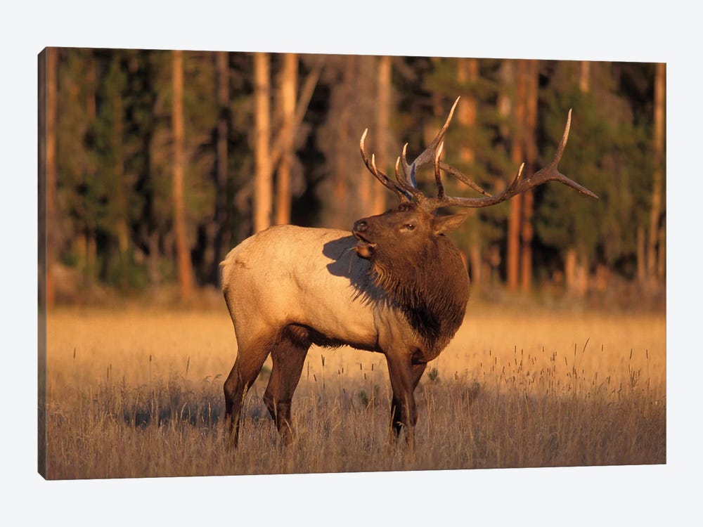 Bellowing Bull Elk I, Yellowstone National Park, Montana, USA by Steve Kazlowski 1-piece Canvas Art Print