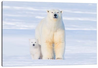 Polar Bear Sow With Spring Cub Newly Emerged From Their Den, Area 1002, Arctic National Wildlife Refuge Canvas Art Print