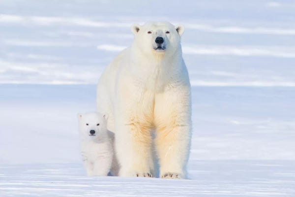 Polar Bear Sow With Spring Cub Newly Emerged From Their Den, Area 1002, Arctic National Wildlife Refuge