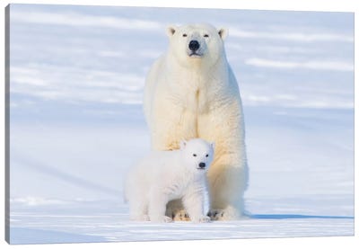 Polar Bear Sow With Spring Cub Newly Emerged From Their Den, Area 1002, Arctic National Wildlife Refuge, Alaska Canvas Art Print - Polar Bear Art