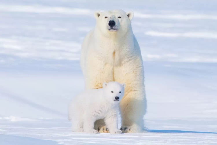 Polar Bear Sow With Spring Cub Newly Emerged From Their Den, Area 1002, Arctic National Wildlife Refuge, Alaska