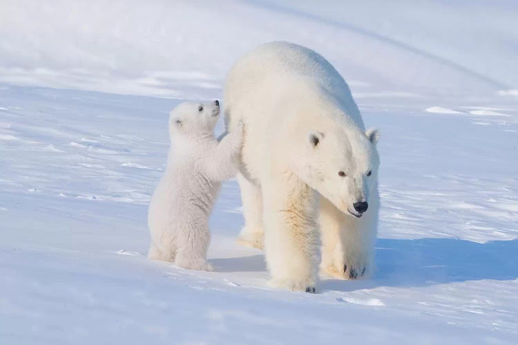 Polar Bear Sow With Spring Cub Newly Emerged From Their Den In Early Spring, Area 1002, ANWR, Alaska