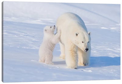 Polar Bear Sow With Spring Cub Newly Emerged From Their Den In Early Spring, Area 1002, ANWR, Alaska Canvas Art Print