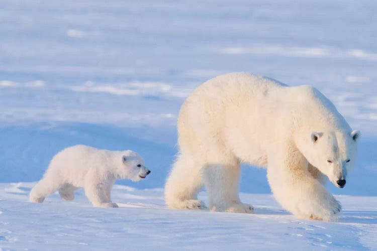 Polar Bear Sow With Spring Cub In Early Spring, Area 1002, Arctic National Wildlife Refuge