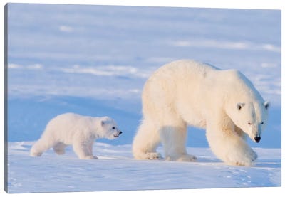Polar Bear Sow With Spring Cub In Early Spring, Area 1002, Arctic National Wildlife Refuge Canvas Art Print - Alaska Art