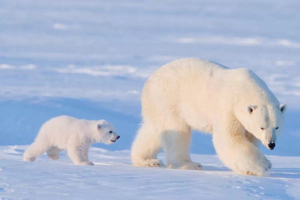 Steve Kazlowski: Polar Bear Sow With Spring Cub In Early Spring, Area 1002, Arctic National Wildlife Refuge by Steve Kazlowski