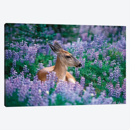 Black-Tailed Doe Resting In A Bed Of Lupines, Olympic National Park, Washington, USA Canvas Print #KAZ3} by Steve Kazlowski Canvas Wall Art