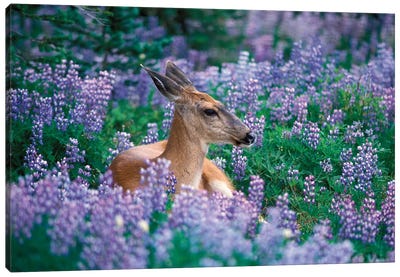 Black-Tailed Doe Resting In A Bed Of Lupines, Olympic National Park, Washington, USA Canvas Art Print - Lupines