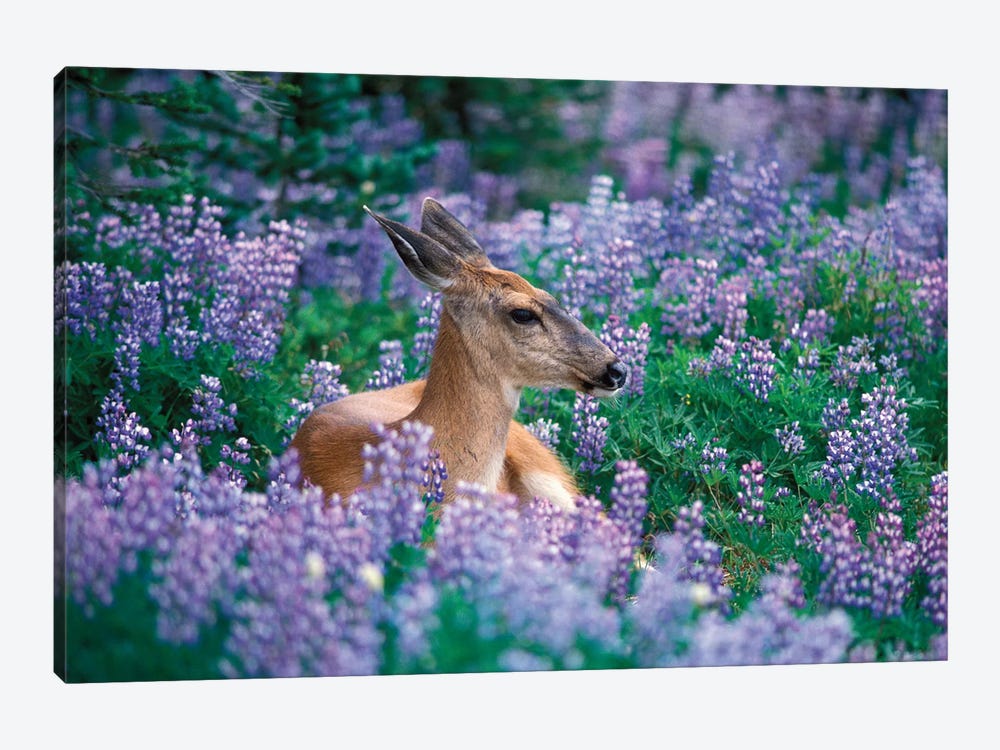 Black-Tailed Doe Resting In A Bed Of Lupines, Olympic National Park, Washington, USA by Steve Kazlowski 1-piece Canvas Art