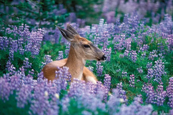 Lupines: Black-Tailed Doe Resting In A Bed Of Lupines, Olympic National Park, Washington, USA by Steve Kazlowski