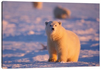 Polar Bear, Ursus Maritimus, A Young Curious Bear In The 1002 Area Of The Arctic National Wildlife Refuge, Alaska Canvas Art Print