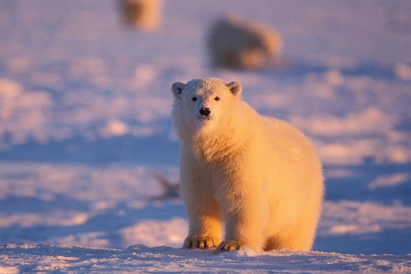 Alaska: Polar Bear, Ursus Maritimus, A Young Curious Bear In The 1002 Area Of The Arctic National Wildlife Refuge, Alaska by Steve Kazlowski