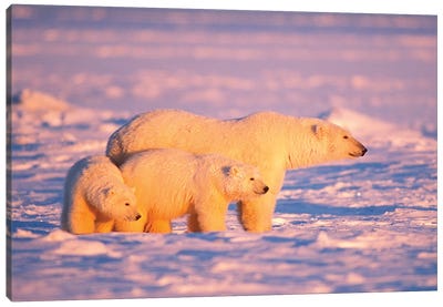 Polar Bear Sow With Spring Cubs On The Frozen Arctic Ocean, 1002 Coastal Plain Of The Arctic National Wildlife Refuge, Alaska Canvas Art Print - Polar Bear Art