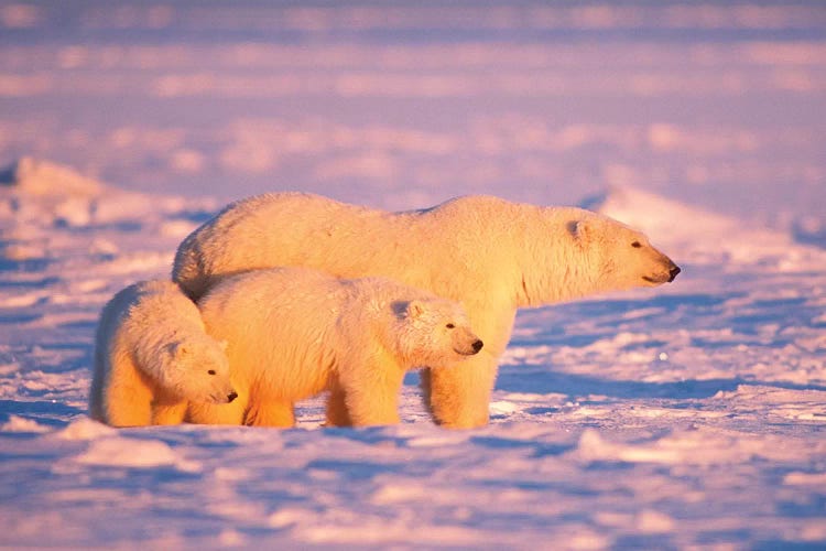 Polar Bear Sow With Spring Cubs On The Frozen Arctic Ocean, 1002 Coastal Plain Of The Arctic National Wildlife Refuge, Alaska