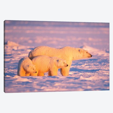 Polar Bear Sow With Spring Cubs On The Frozen Arctic Ocean, 1002 Coastal Plain Of The Arctic National Wildlife Refuge, Alaska Canvas Print #KAZ5} by Steve Kazlowski Canvas Art Print