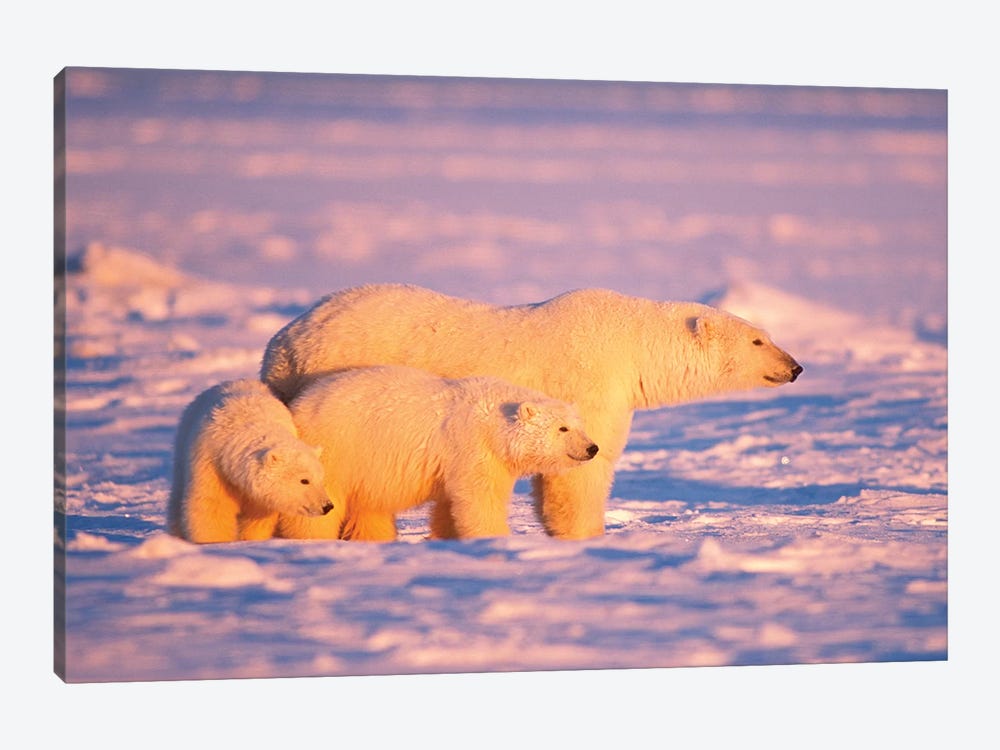 Polar Bear Sow With Spring Cubs On The Frozen Arctic Ocean, 1002 Coastal Plain Of The Arctic National Wildlife Refuge, Alaska by Steve Kazlowski 1-piece Canvas Art