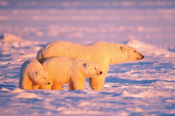 Alaska: Polar Bear Sow With Spring Cubs On The Frozen Arctic Ocean, 1002 Coastal Plain Of The Arctic National Wildlife Refuge, Alaska by Steve Kazlowski