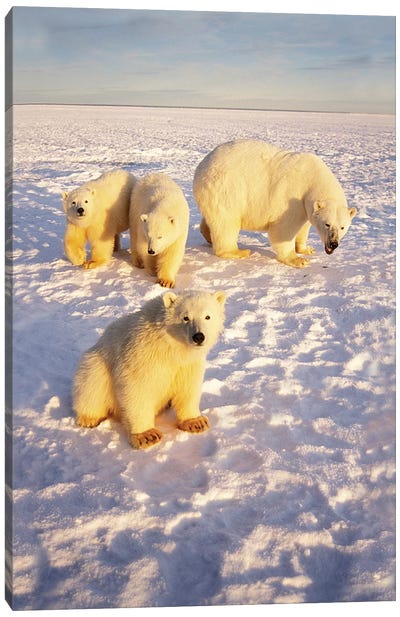 Polar Bear Sow With Spring Triplets On Frozen Arctic Ocean In 1002 Area Of The Arctic National Wildlife Refuge, Alaska Canvas Art Print - Polar Bear Art