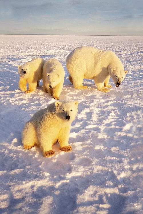 Polar Bear Sow With Spring Triplets On Frozen Arctic Ocean In 1002 Area Of The Arctic National Wildlife Refuge, Alaska