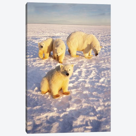 Polar Bear Sow With Spring Triplets On Frozen Arctic Ocean In 1002 Area Of The Arctic National Wildlife Refuge, Alaska Canvas Print #KAZ6} by Steve Kazlowski Art Print