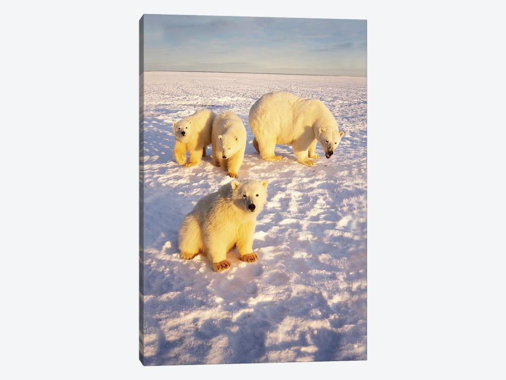 Polar Bear Sow With Spring Triplets On Frozen Arctic Ocean In 1002 Area Of The Arctic National Wildlife Refuge, Alaska by Steve Kazlowski 1-piece Canvas Art Print