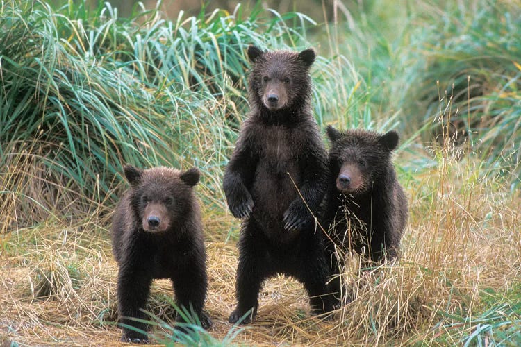 Brown Bear, Ursus Arctos, Grizzly Bear, Ursus Horribils, Three Spring Cubs In Katmai National Park On The Alaskan Peninsula