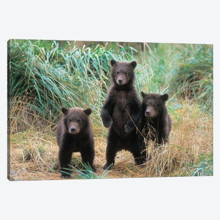 Brown Bear, Ursus Arctos, Grizzly Bear, Ursus Horribils, Three Spring Cubs In Katmai National Park On The Alaskan Peninsula Canvas Print #KAZ7} by Steve Kazlowski Canvas Print