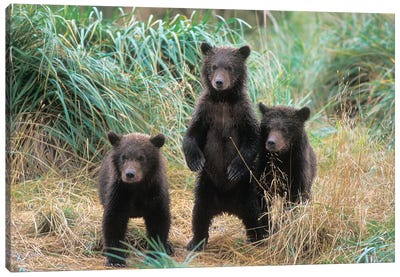 Brown Bear, Ursus Arctos, Grizzly Bear, Ursus Horribils, Three Spring Cubs In Katmai National Park On The Alaskan Peninsula Canvas Art Print - Alaska Art