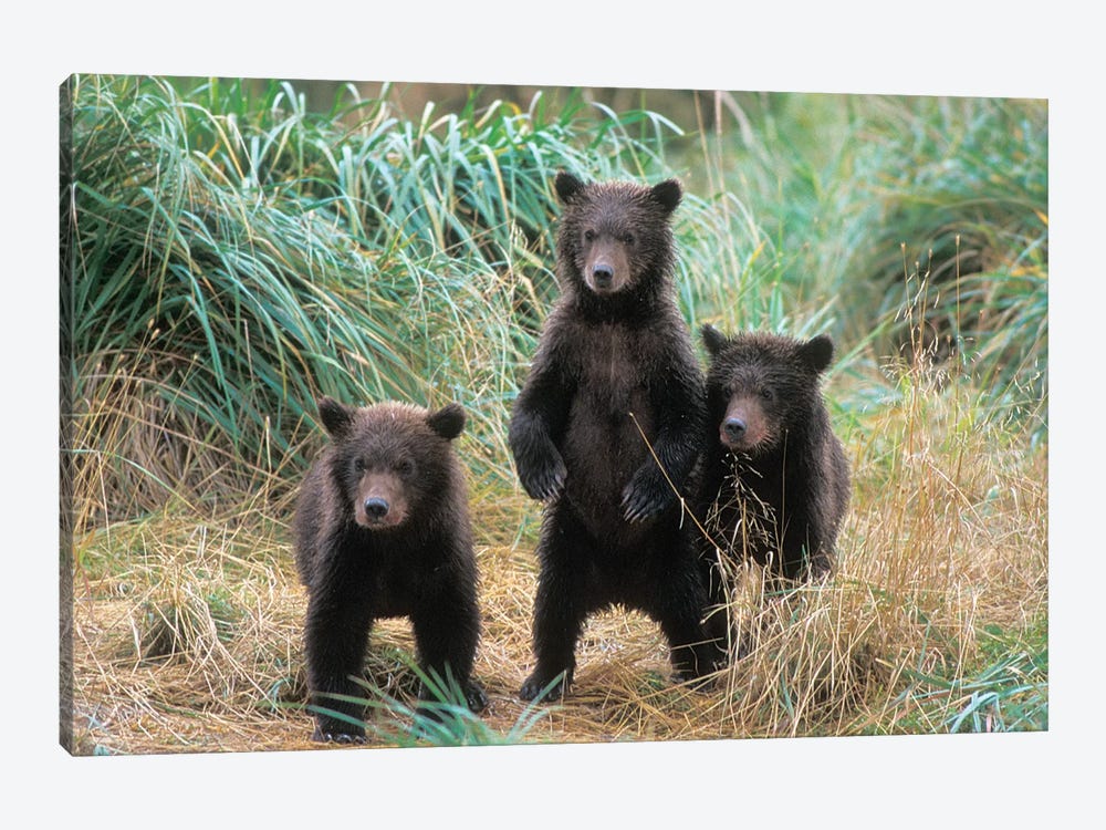 Brown Bear, Ursus Arctos, Grizzly Bear, Ursus Horribils, Three Spring Cubs In Katmai National Park On The Alaskan Peninsula by Steve Kazlowski 1-piece Canvas Artwork