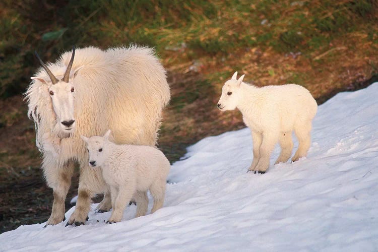 Mountain Goats, Oreamnos Americanus, Mother And Kids On Snow, Exit Glacier, Kenai Fjords National Park, Alaska