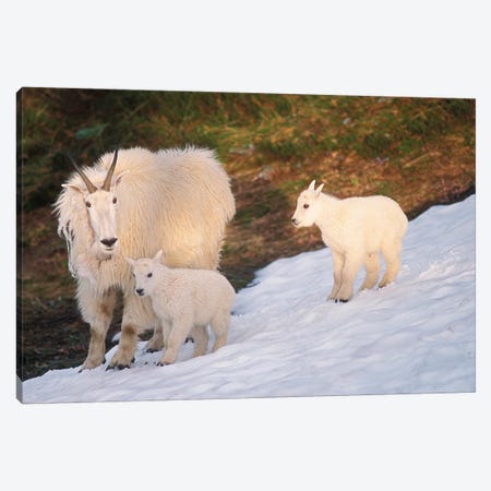 Mountain Goats, Oreamnos Americanus, Mother And Kids On Snow, Exit Glacier, Kenai Fjords National Park, Alaska Canvas Print #KAZ8} by Steve Kazlowski Canvas Art