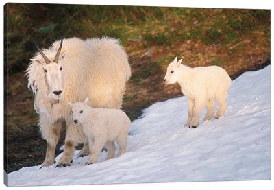 Mountain Goats, Oreamnos Americanus, Mother And Kids On Snow, Exit Glacier, Kenai Fjords National Park, Alaska Canvas Art Print