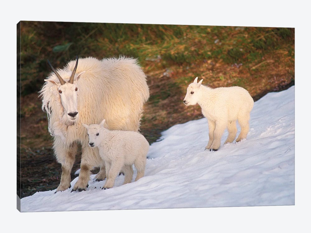 Mountain Goats, Oreamnos Americanus, Mother And Kids On Snow, Exit Glacier, Kenai Fjords National Park, Alaska by Steve Kazlowski 1-piece Canvas Art Print