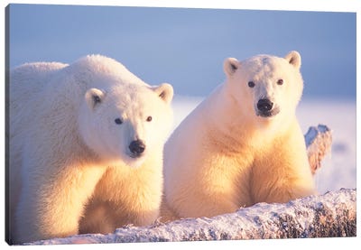 Polar Bear Sow With Cub On Pack Ice Of 1002 Coastal Plain, Arctic National Wildlife Refuge, Alaska Canvas Art Print - Polar Bear Art