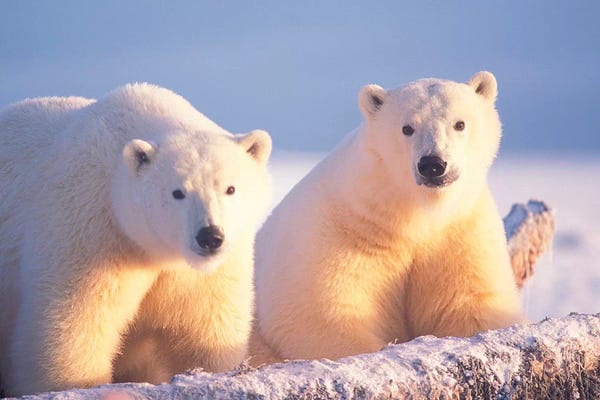 Polar Bear Sow With Cub On Pack Ice Of 1002 Coastal Plain, Arctic National Wildlife Refuge, Alaska