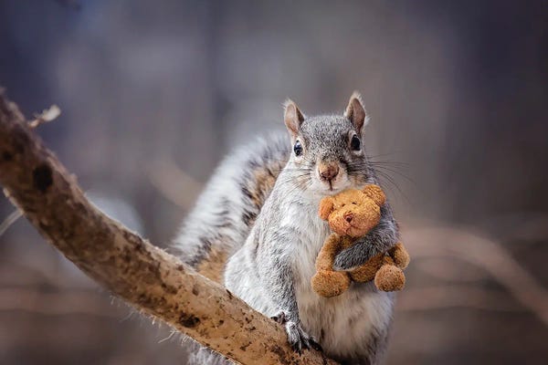 Rodents: My Bear by Karen Burke