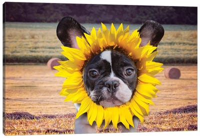 Sunflower Baby Frenchie Canvas Art Print - French Bulldog Art