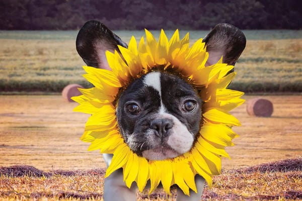 French Bulldogs: Sunflower Baby Frenchie by Karen Burke